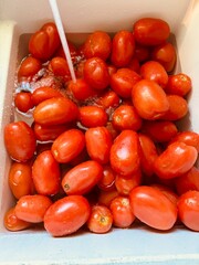 tomatoes being washed 