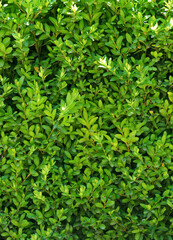 A beautiful hedge of Boxwood. Buxus plant pattern. Seamless texture of green natural background.