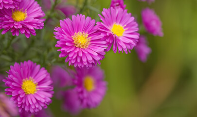Obraz premium pink asters in bloom, blooming pink flowers, pink petals, blooming flowers in the garden, a bed of pink asters