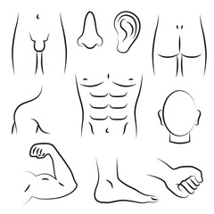 Parts of the human body in thin line. Health care. Anatomy.
