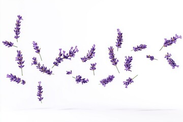 Fresh lavender flowers falling on white background