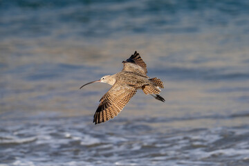 A curlew flying along the beach near Morro Bay, California.
