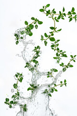 Fototapeta premium Fresh thyme sprigs being splashed with water on white background