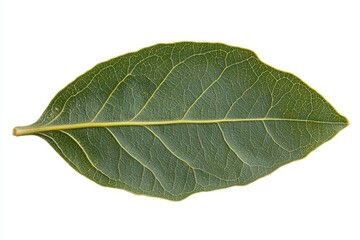 Obraz premium Ang Fui Chao herbal leaves with Gymnanthemum extensum scientific name on white background.