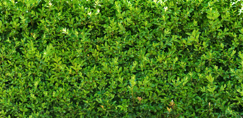 A beautiful hedge of Boxwood. Panoramic view of a Buxus plant. Seamless texture of green natural background.