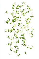 Fresh thyme leaves falling on white background