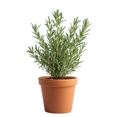 A potted rosemary plant with lush green leaves, ideal for culinary use and home decor.