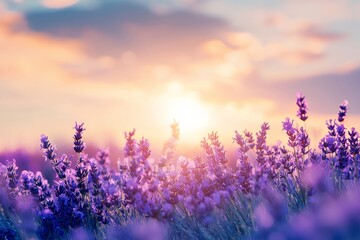 Fototapeta premium Beautiful lavender flowers against a sunlit background