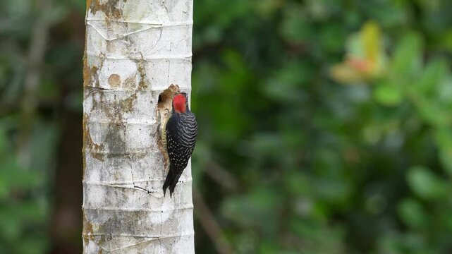 Woodpecker from Costa Rica, Black-cheeked Woodpecker, Melanerpes pucherani, sitting on the tree trunk with nesting hole, bird in the nature habitat, Costa Rica. Birdwatching in South America.