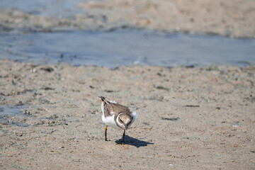 bird, seagull, sea, beach, nature, water, animal, ocean, gull, wildlife, sand, birds, shore, coast, shorebird, plover, lake, white, beak, sandpiper, feathers