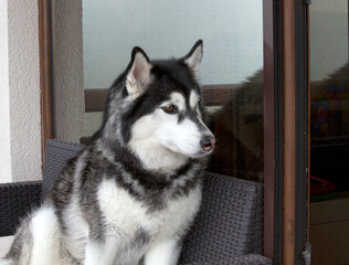 A pedigree Siberian Husky dog is sitting on the veranda and looking into the distance with interest. Horizontal. © Freemoms_art