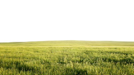 Expansive green grass field under a bright, clear sky isolated on transparent background