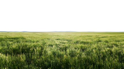 Lush green grass field under a clear sky during daytime isolated on transparent background