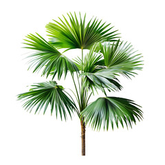 Fototapeta premium Lush green palm tree with fan-shaped leaves in bright light isolated on transparent background