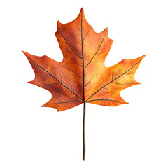 Obraz premium A vibrant autumn leaf showcasing warm orange hues, perfect for fall-themed designs and nature-inspired projects.