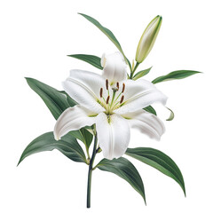 A realistic illustration of a white lily flower with green leaves and a budding flower.