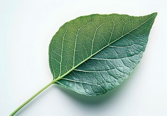 Vibrant Green Leaf Closeup with Intricate Botanical Patterns and Textures