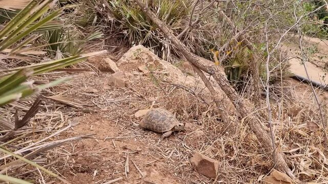 A tortoise wanders through a yard among the yellow grasses.