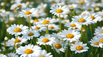 Fototapeta premium Field of daisies with white petals and yellow centers, creating a cheerful and bright atmosphere.
