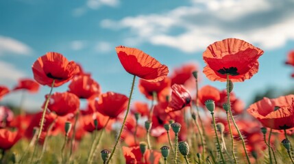 Fototapeta premium Field of poppies with vibrant red petals, swaying gently in the wind under a clear blue sky.
