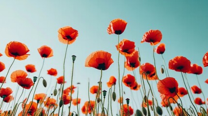 Fototapeta premium Field of poppies with vibrant red petals, swaying gently in the wind under a clear blue sky.