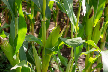 Agricultural close-up: Green corn cobs in sunshine