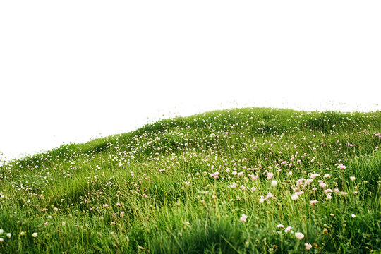 Lush green hillside dotted with wildflowers under bright sunlight isolated on transparent background