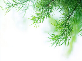 Snowy Pine Tree Branches in a Winter Landscape