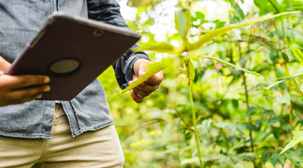 Biologist taking a photo of a plant with a tablet in the middle of an Amazon rainforest.