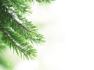 Obraz premium Snowy Pine Tree Branches in a Winter Landscape