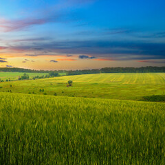 Green wheat field and colorful sunrise.