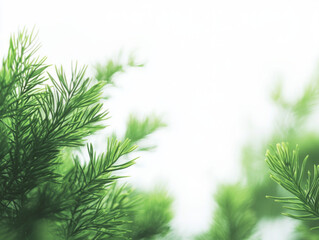 Fototapeta premium Snowy Pine Tree Branches in a Winter Landscape