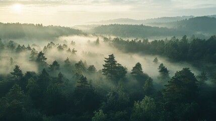 A peaceful morning in a forest, with a sea of mist clinging to the treetops and the first rays
