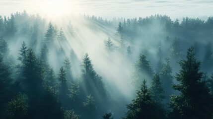 A peaceful morning in a forest, with a sea of mist clinging to the treetops and the first rays