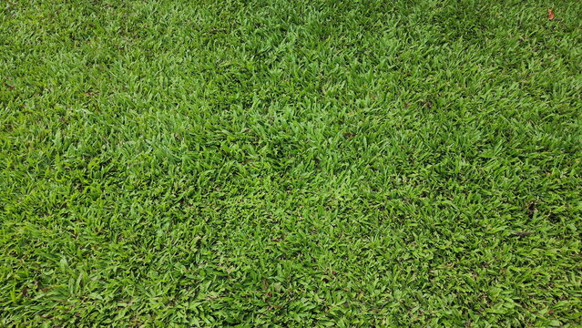 Green lawn background. Manila Grass is a native species of Thailand. Zoysia matrella (L.) Merr. var. matrella is an easy-to-grow grass that is resistant to trampling and easy to propagate quickly.
