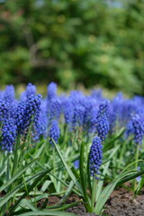 hyacinth giacinto flower keukenhof asterdam garden
