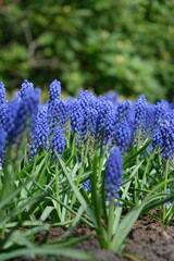 hyacinth giacinto flower keukenhof asterdam garden