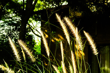 Soft silk grass in the morning