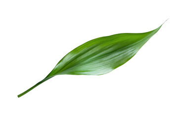 Fototapeta premium A single elongated green leaf with a smooth texture, showcasing natural beauty.