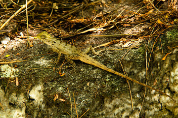 A tropical tree lizard