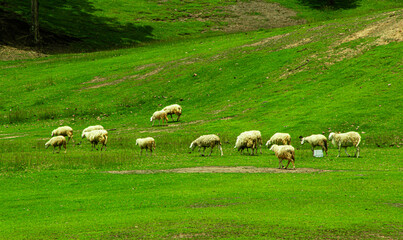 Fototapeta premium Sheeps in a meadow on green grass
