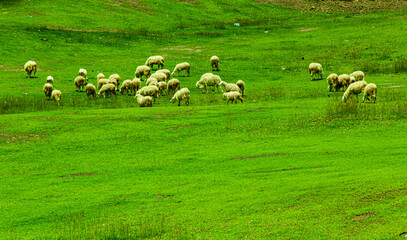 Obraz premium Sheeps in a meadow on green grass