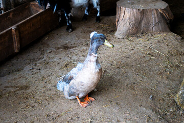 Fototapeta premium A goose with a mane on its head walks around the farm.