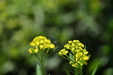 はかなげな繊細な花姿