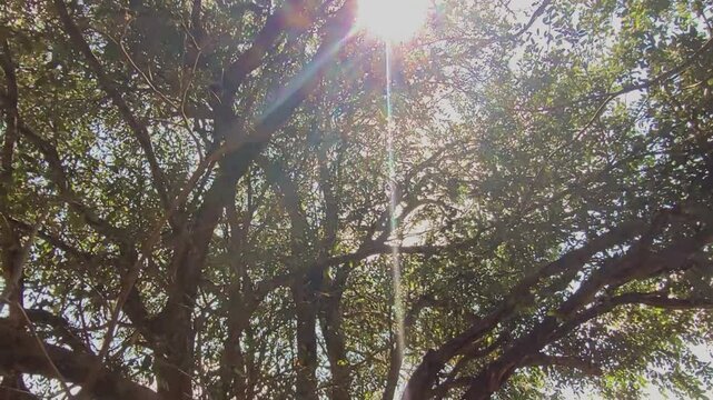 Navegando entre as &aacute;rvores com foco no sol quente