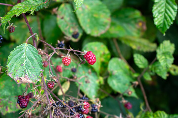 Blackberries grow in the garden. Ripe and unripe blackberries on a bush. selective focus.