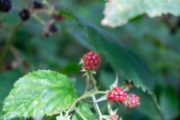 Blackberries grow in the garden. Ripe and unripe blackberries on a bush. selective focus.