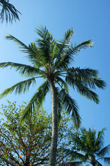 Obraz premium Upward Shot of a Tall Palm Tree Reaching Towards the Clear Blue Sky, Symbolizing the Ultimate Tropical Escape. The Scene Highlights the Majestic Presence of the Palm, Set Against a Pristine Sky