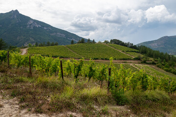 view on french vineyards of the Drome region used for making Clairette de Die white wine