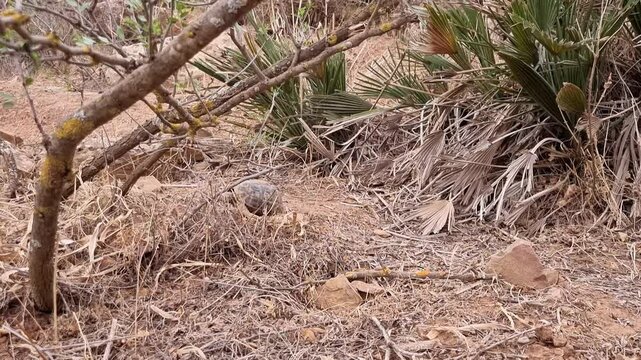A tortoise wanders through a yard among the yellow grasses.